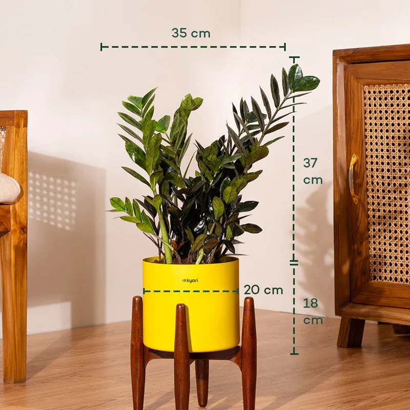 Kyari Black ZZ Plant With Metal Self Watering Pot (Yellow) - 2 Feet media 5