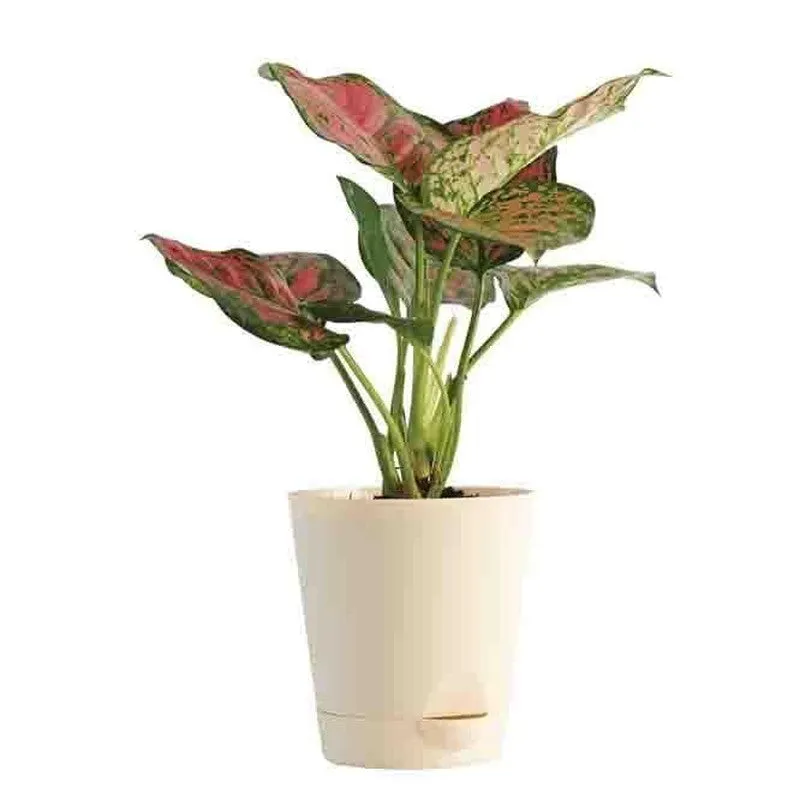 Ugaoo Air Purifying Plant Bundle - Rubber Variegated and Aglaonema Pink media 4