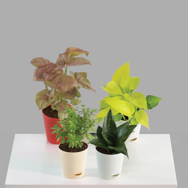 Live Plants
