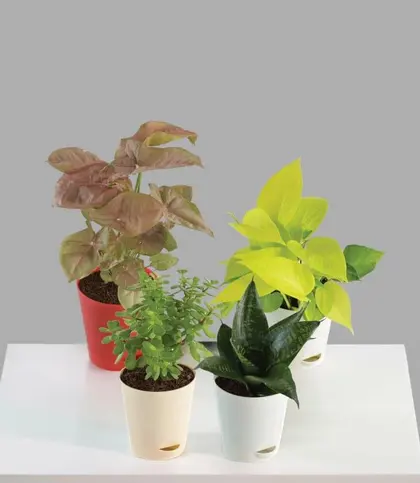 Live Plants
