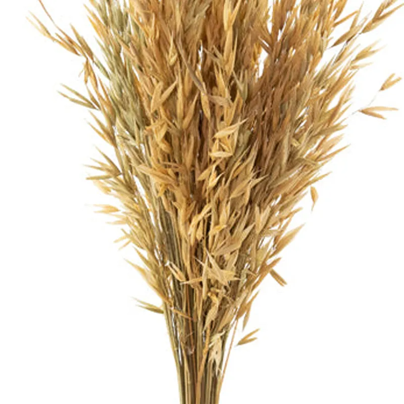 Yinira Naturally Dried Havana Grass media 3