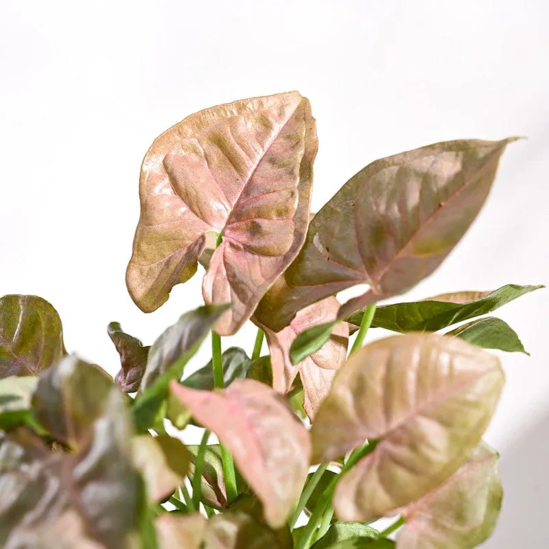 Ugaoo Syngonium Pink Plant media 5