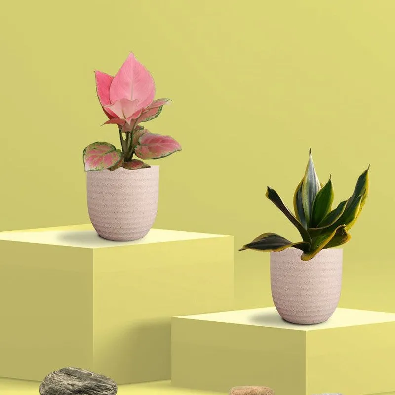 Greenkin Aglaonema Pink & Golden Snake Live Plants (Ivory) - Set Of Two media 3