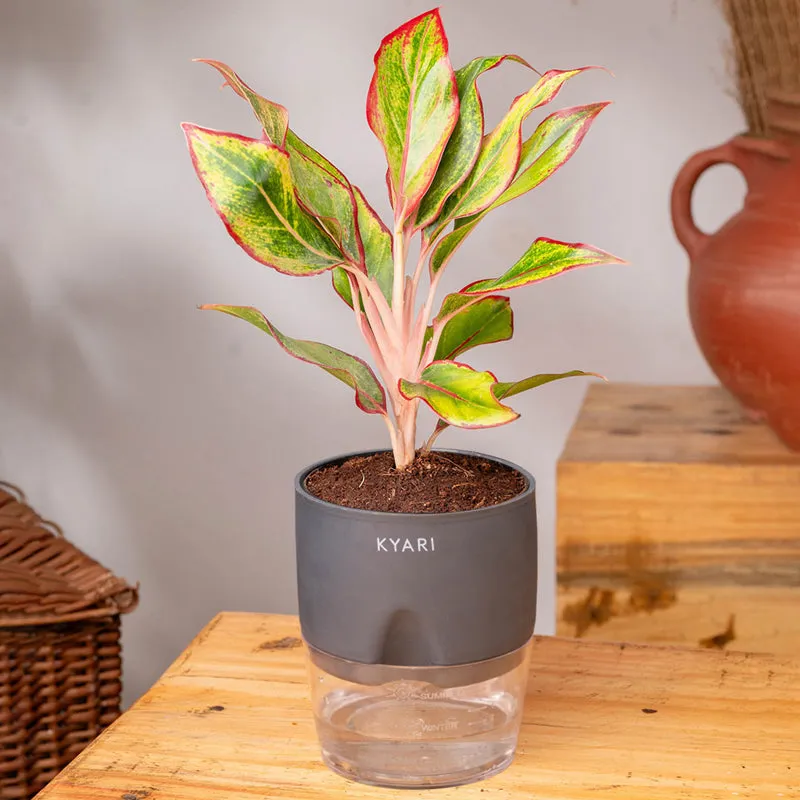 Kyari Aglonema Lipstick With Self Watering Pot - Grey media 3