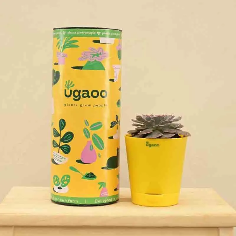 Ugaoo Echeveria Hybrid Plant media 6