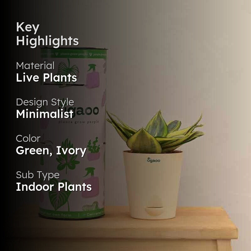 Ugaoo Snake Plant - Golden media 2