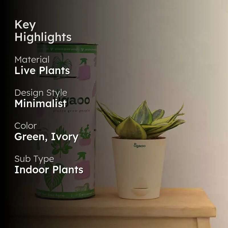 Ugaoo Snake Plant - Golden media 2
