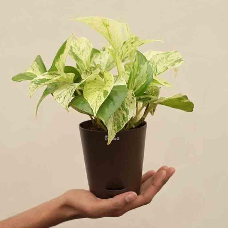 Ugaoo Money Plant Marble media 3