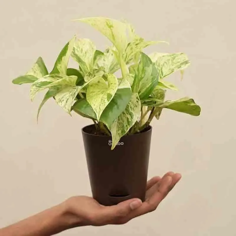 Ugaoo Money Plant Marble media 3