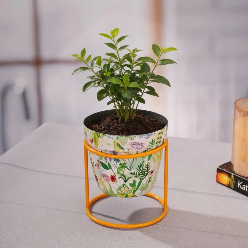 Concrete Metal Planters With Stand - Two Piece Set media 3