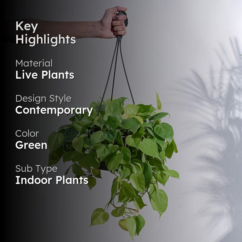 Ugaoo Philodendron Oxycardium Golden with Hanging Pot media 2