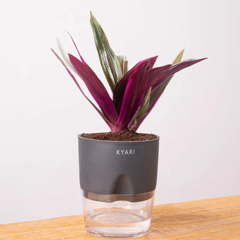 Kyari Oyster Plant With Self Watering Pot (Grey) - 18 cm media 6