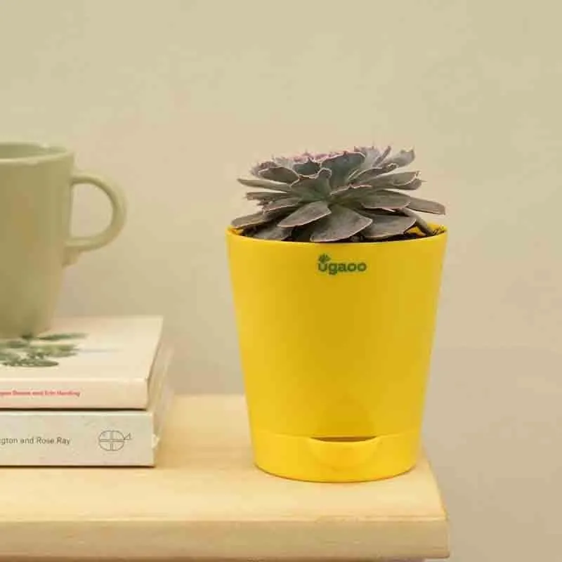 Ugaoo Echeveria Hybrid Plant media 5
