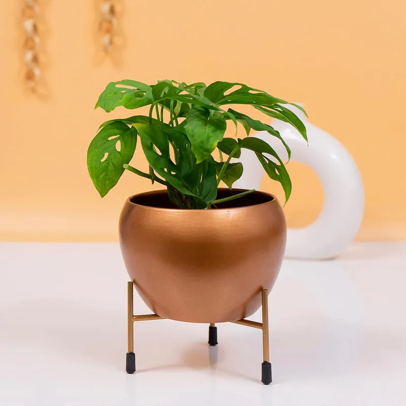 Kyari Therophyte Metal Planter With Stand media 2