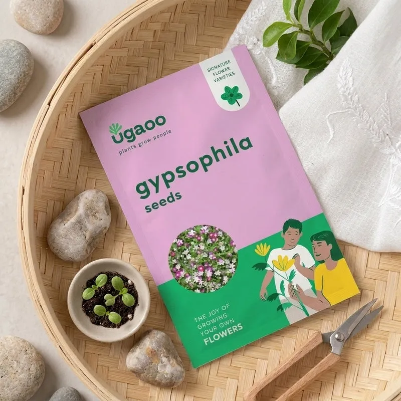 Ugaoo Gypsophila Seeds (200 Seeds) media 1