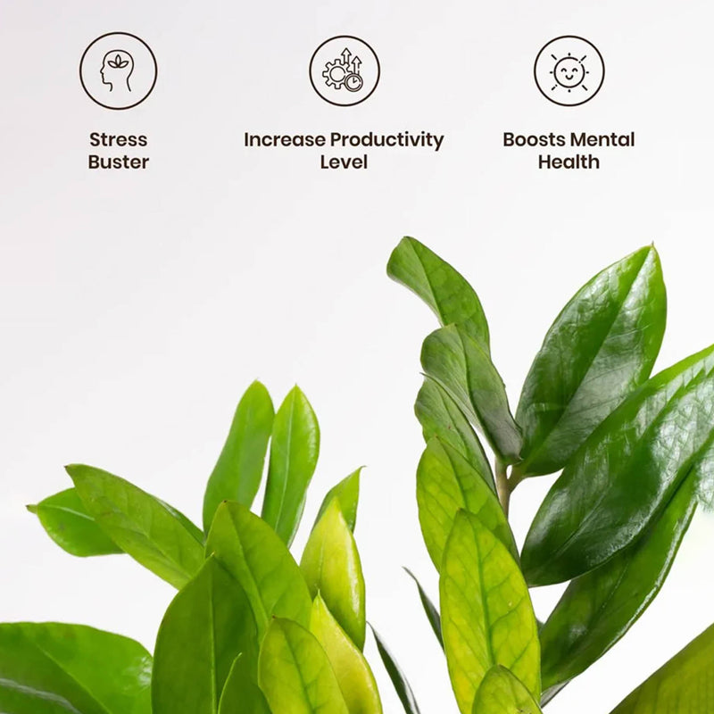 Kyari Zamioculcas Zamiifolia (ZZ) With Self Watering Pot - Red media 4