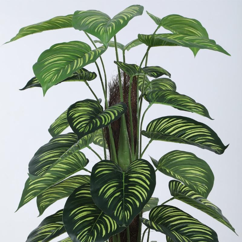 Faux Pola Calatheas Plant With Black Plastic Pot - 2.95 ft media 5