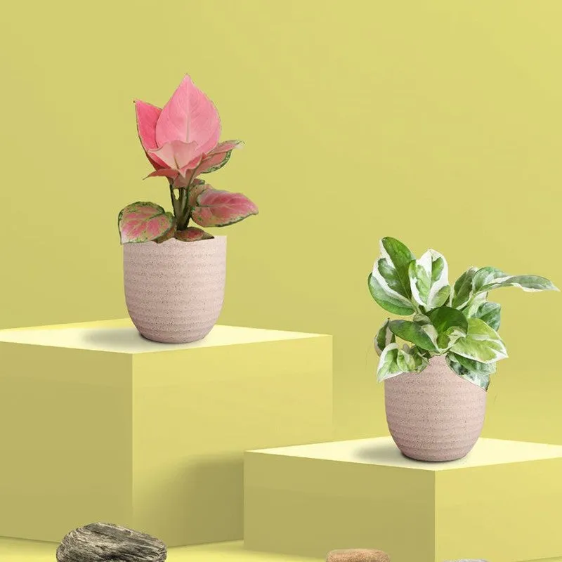 Greenkin Aglaonema Pink & Njoy Live Plants (Ivory) - Set Of Two media 3