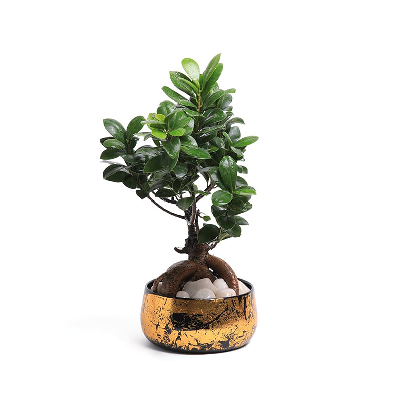 Zima Metal Planter media 5