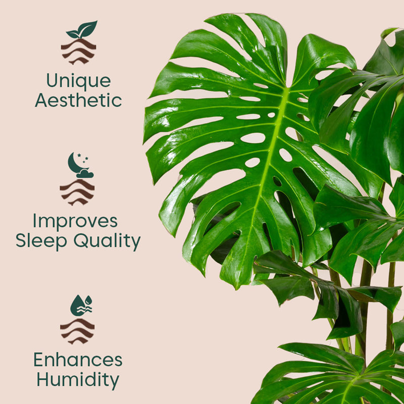 Kyari Monstera Deliciosa Plant With Metal Self Watering Pot (Grey) - 3 ft media 3