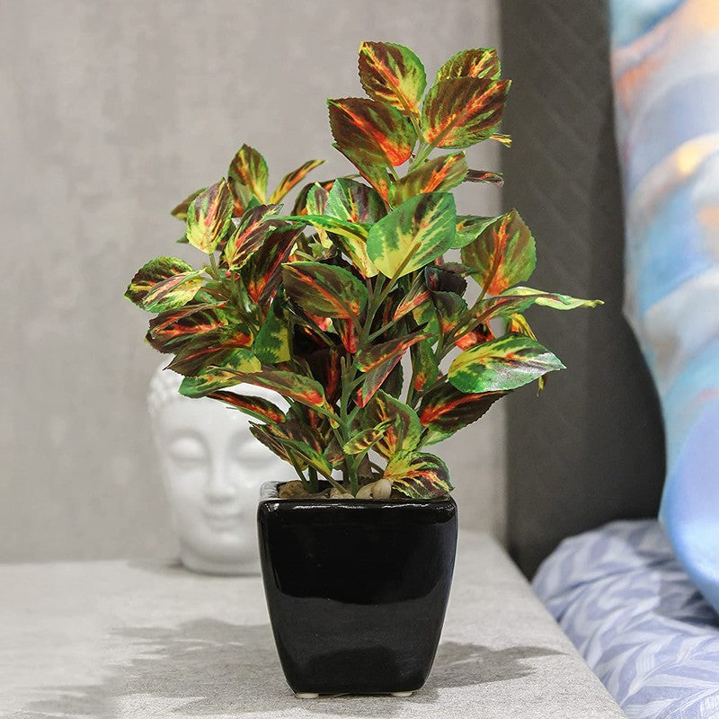 Coleus