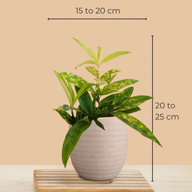 Greenkin Bamboo & Snake Live Plants (Ivory) - Set Of Two media 9