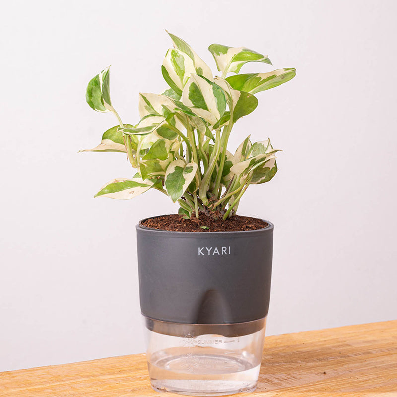 Kyari Money Plant With Self Watering Pot (Grey) - 18 cm media 6