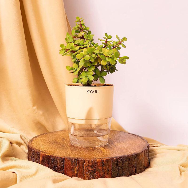 Kyari Viridian Plastic Self-Watering Pot (Cream) - Set Of Five media 3