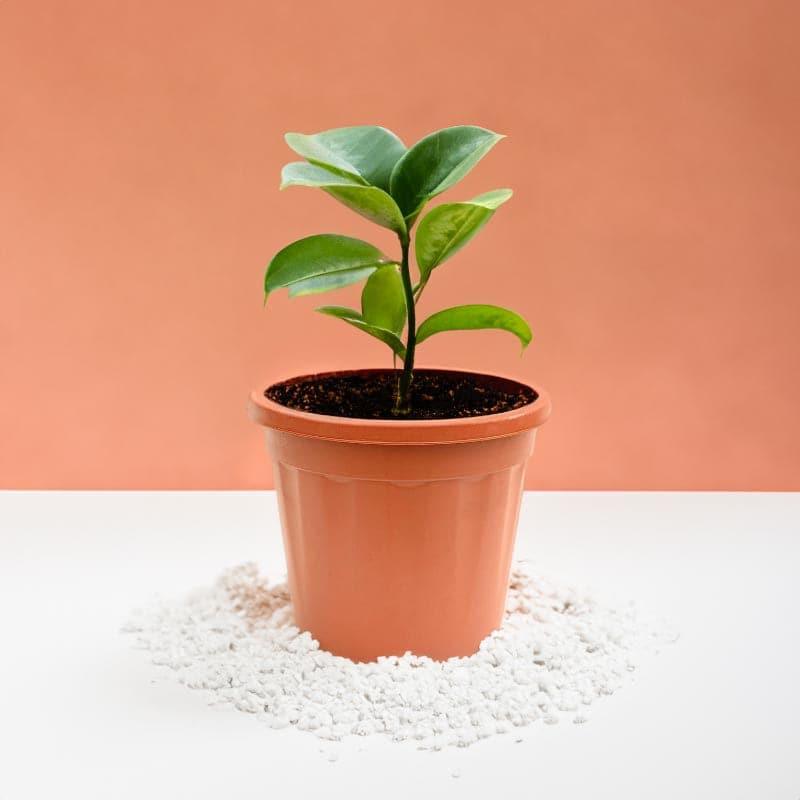 Ugaoo UV Treated Brown Plastic Pot (30 CM) - Set Of Twelve media 3