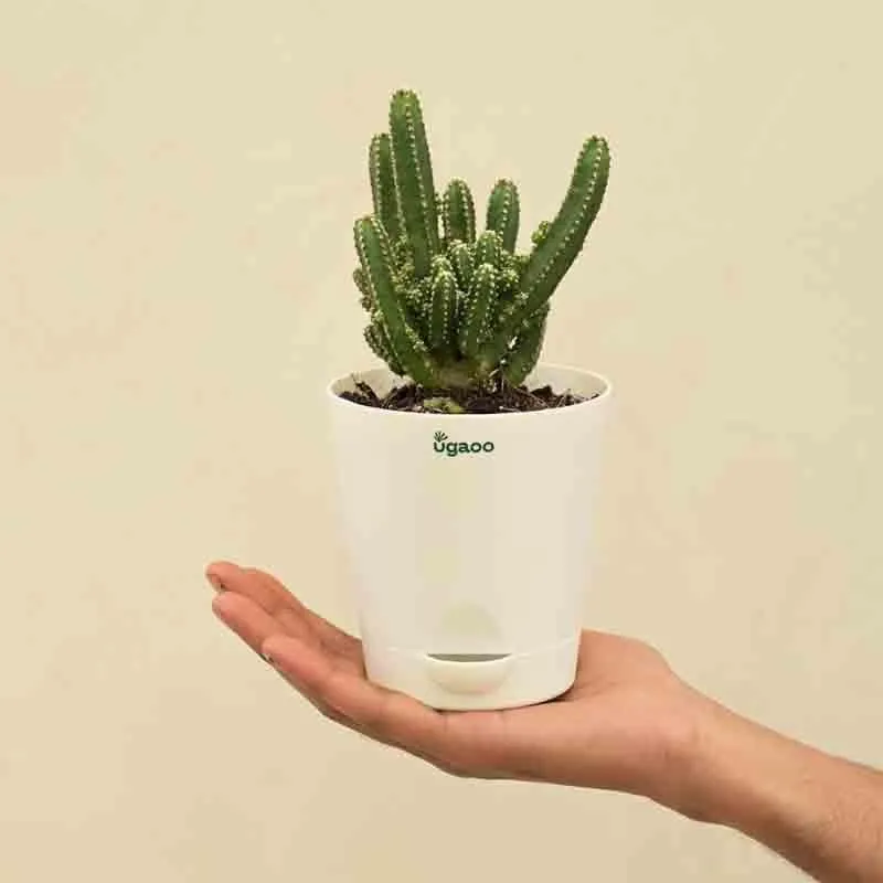 Ugaoo Cactus Plant - Elongated media 3