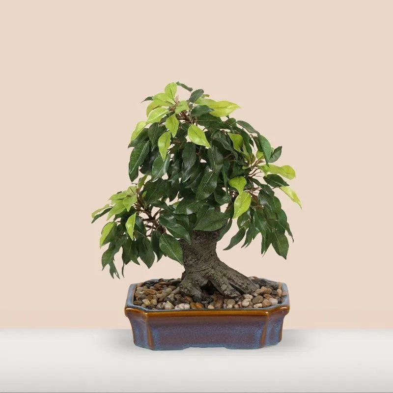 Faux Ficus Bonsai In Tray Pot - 37 cms media 1