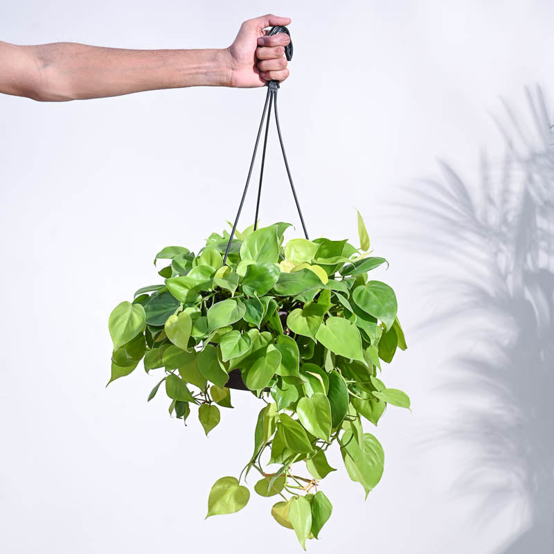 Live Plants