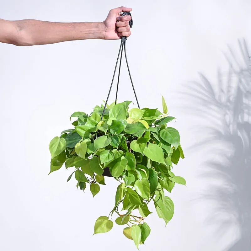 Ugaoo Philodendron Oxycardium Golden with Hanging Pot media 1