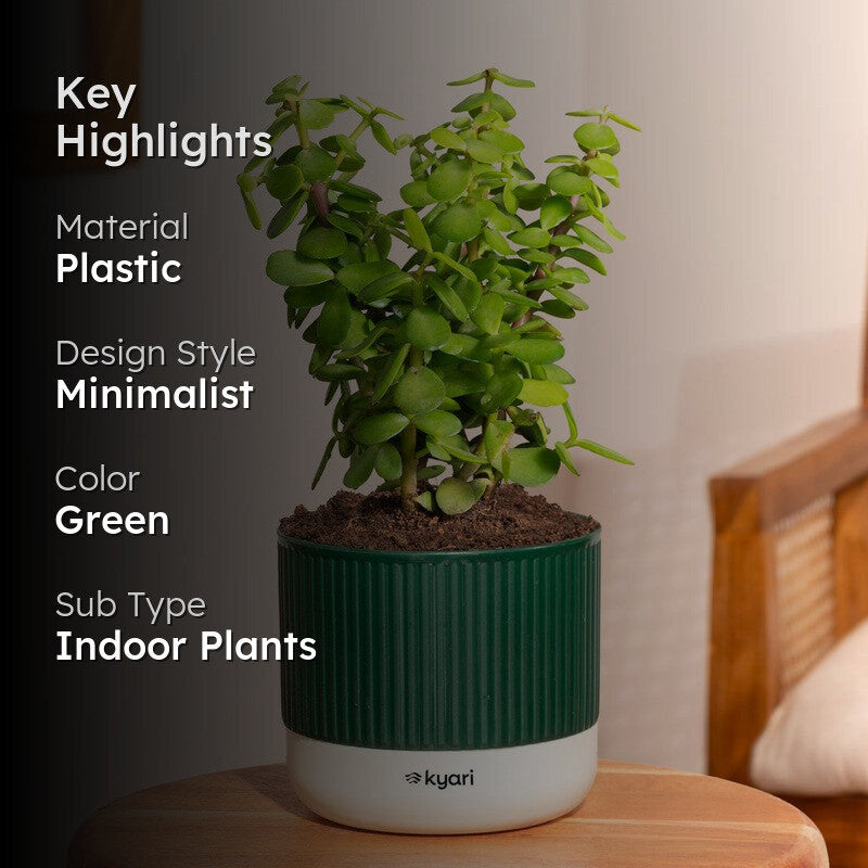 Kyari Jade Plant with Self Watering Pot - Green media 2