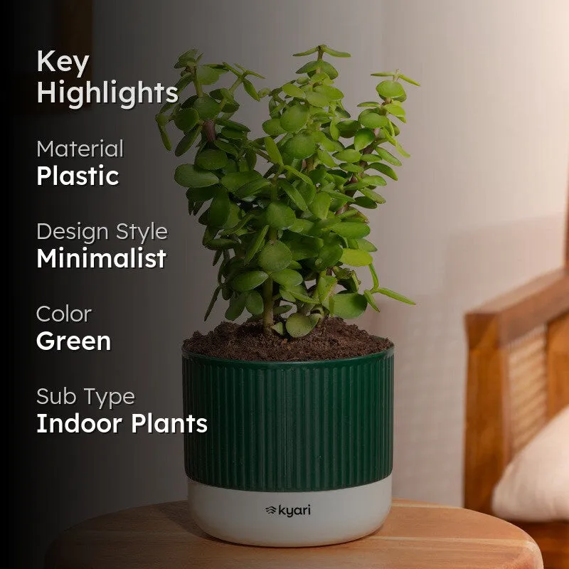 Kyari Jade Plant with Self Watering Pot - Green media 2