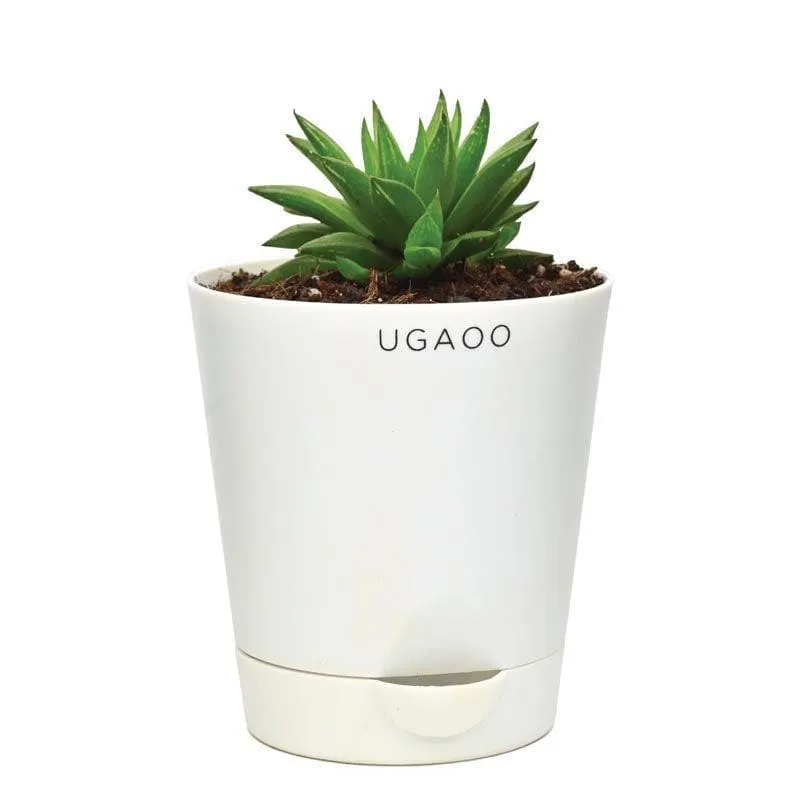 Ugaoo Haworthia Turgida media 3