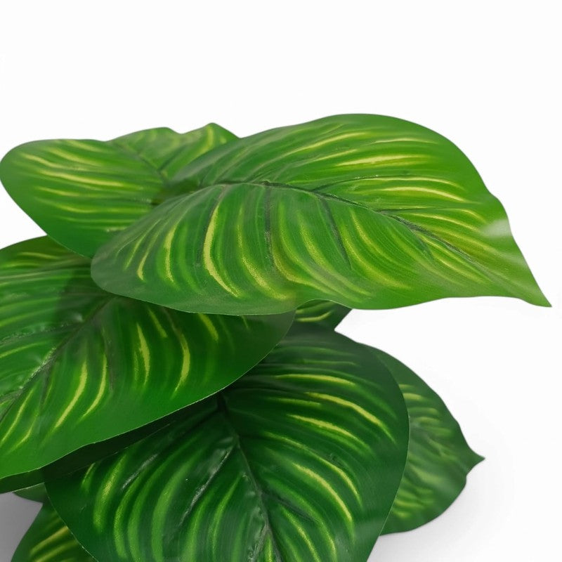 Boty Artificial Calathea Plant With Black Plastic Pot - 1.5 Feet media 7