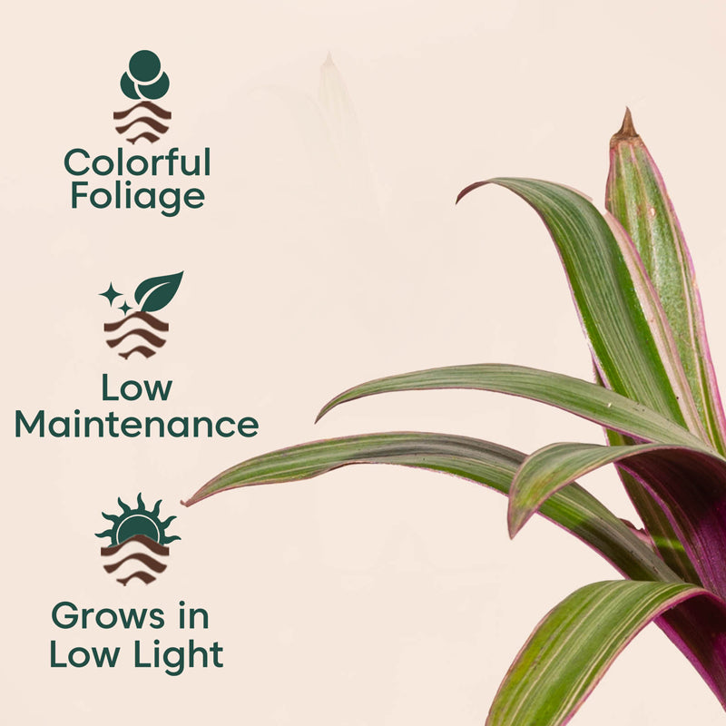 Kyari Rhoeo tricolor With Self Watering Pot - Green media 3