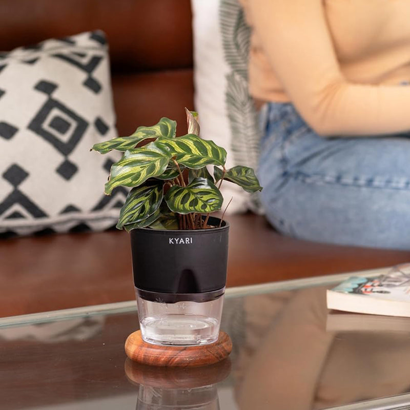 Kyari Peacock Plant With Self Watering Pot - Black media 5