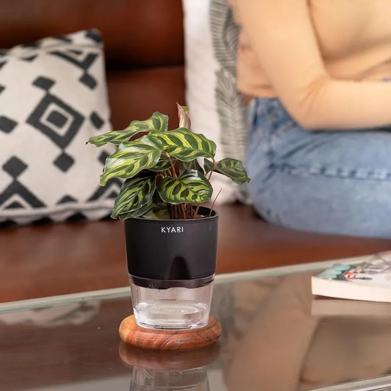 Kyari Peacock Plant With Self Watering Pot - Black media 5