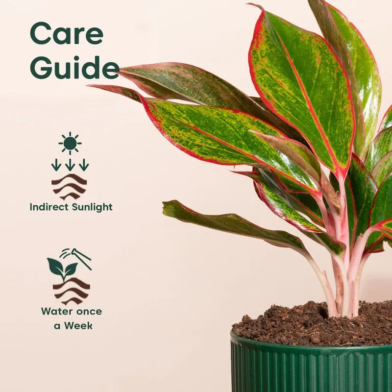 Kyari Agalonema Lipstick Plant with Self Watering Pot - Green media 5