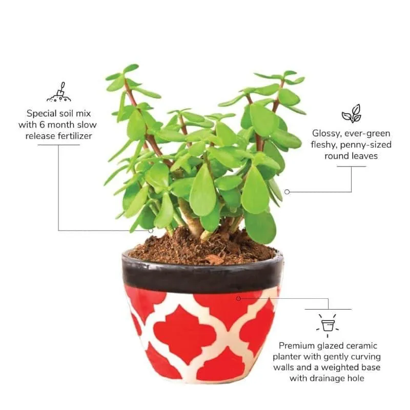 Ugaoo Good Luck Jade Plant With Apple Rose Ceramic Pot media 3