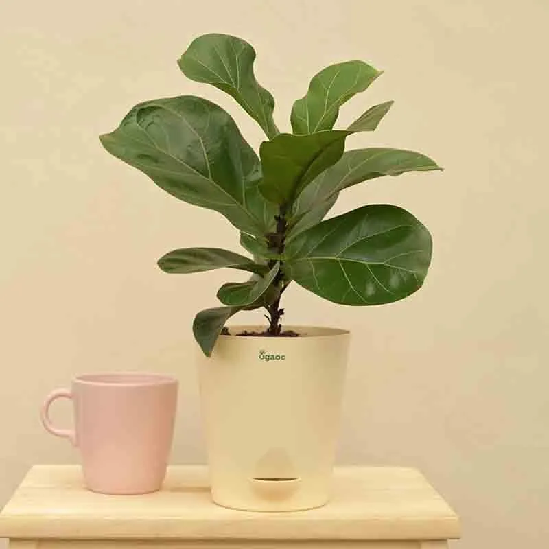 Ugaoo Fiddle Leaf Fig Plant - Bambino (Medium) media 4