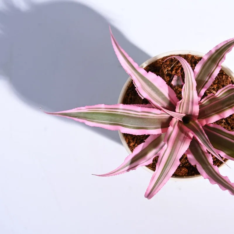 Ugaoo Earth Star Plant - Pink media 3