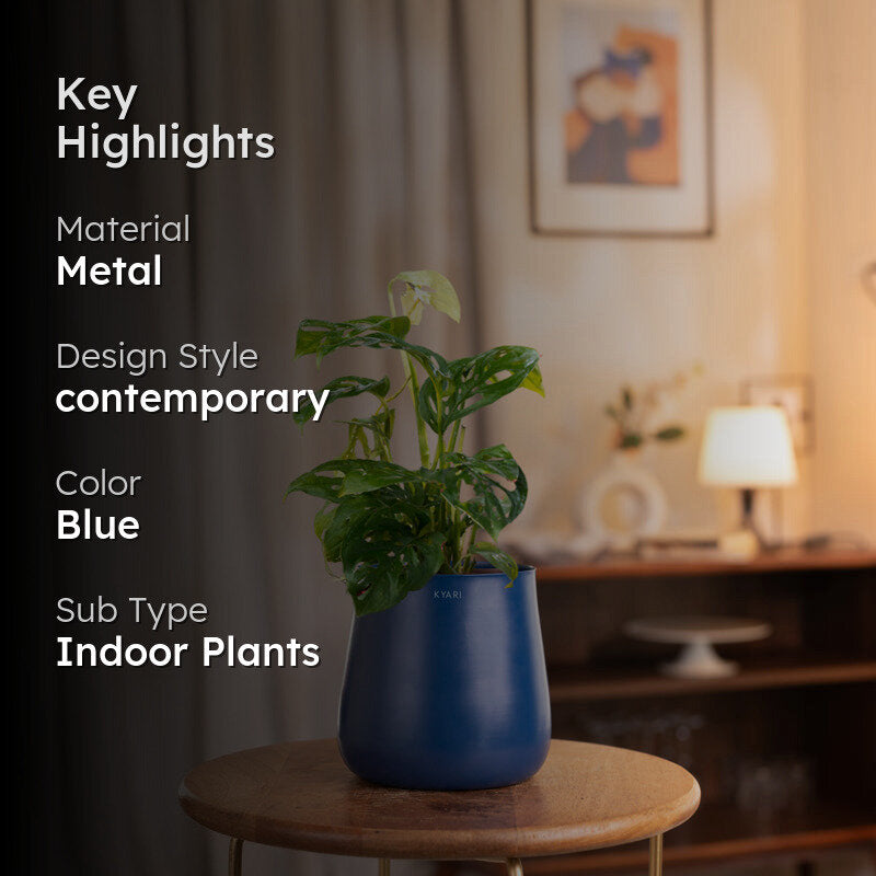 Kyari Monstera Adansonii With Metal Self Watering Pot - Blue media 2