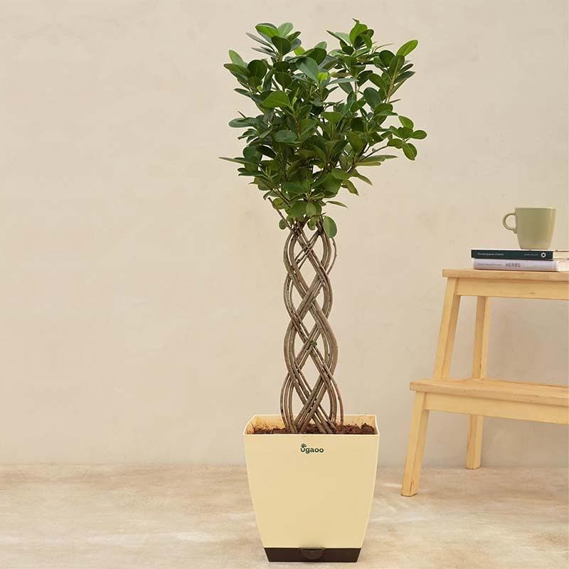 Live Plants