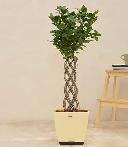 Live Plants