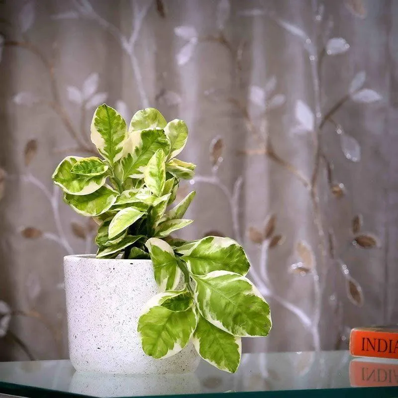 White Terrazzo Hand Crafted Marble Planter media 3
