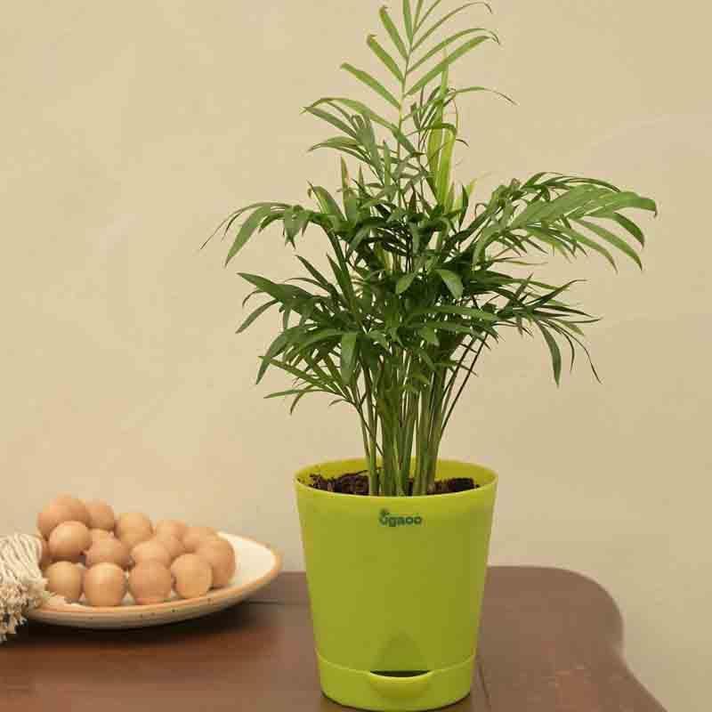 Ugaoo Bamboo Palm Plant media 4