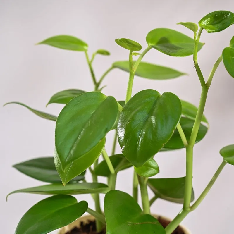 Ugaoo Peperomia Green Creeper Plant media 4